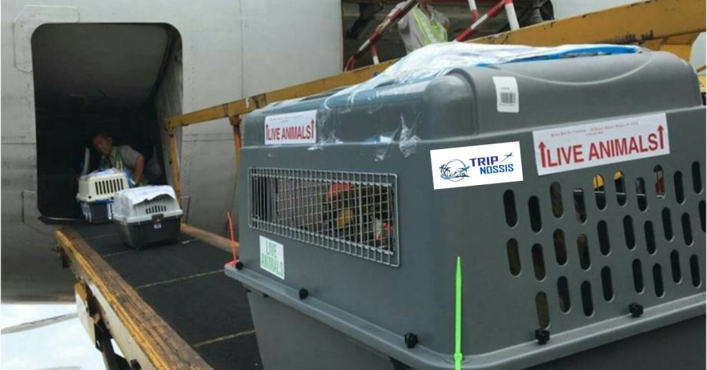 How to Ship a Dog to Another State