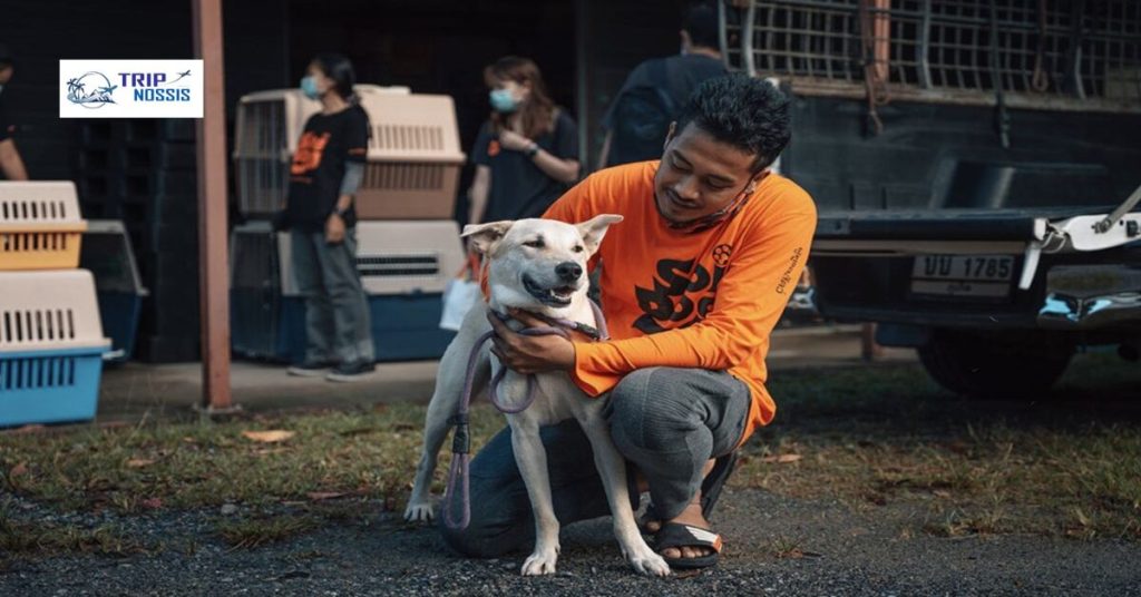 Mistakes People Make during Shipping a Dog