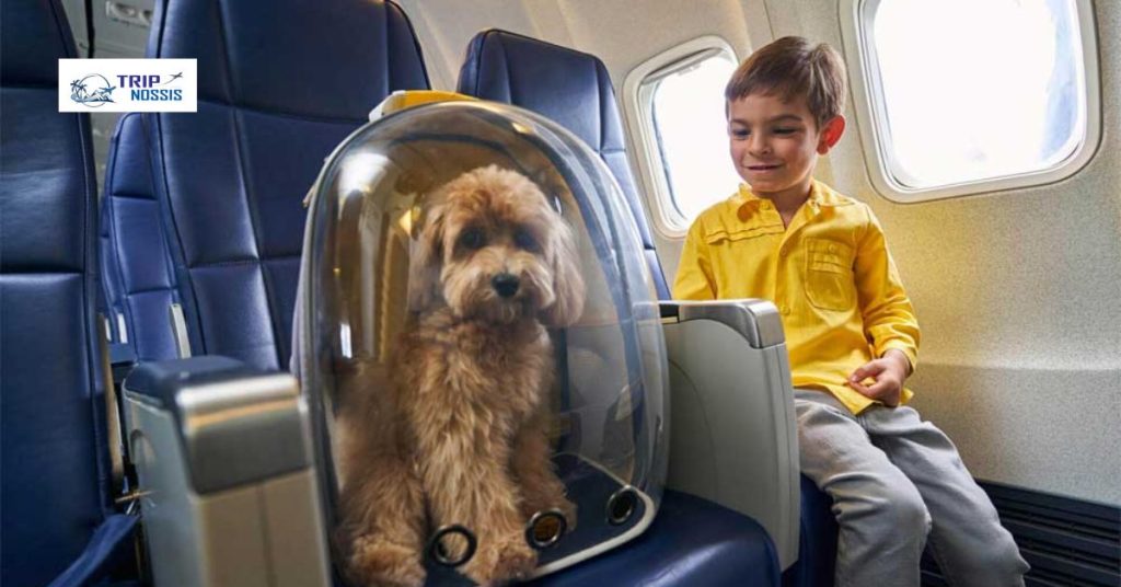 Pet Travel to Puerto Rico