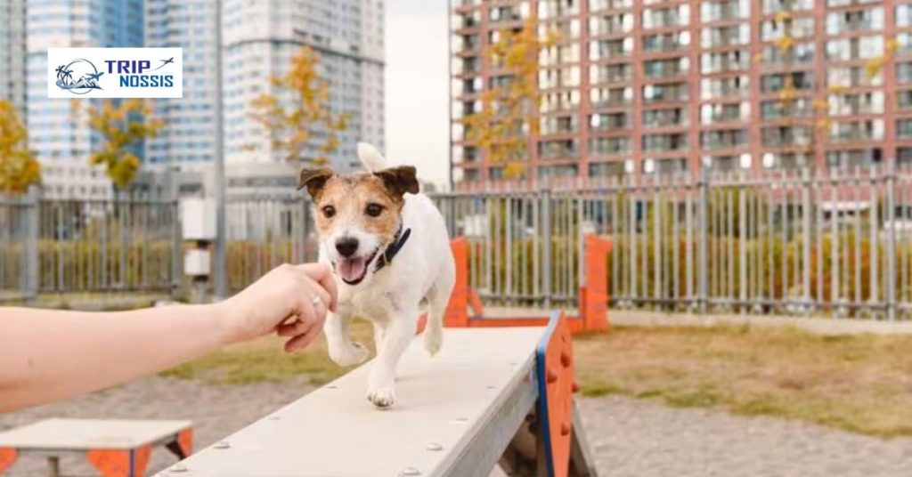dog-friendly-road-trips-in-texas