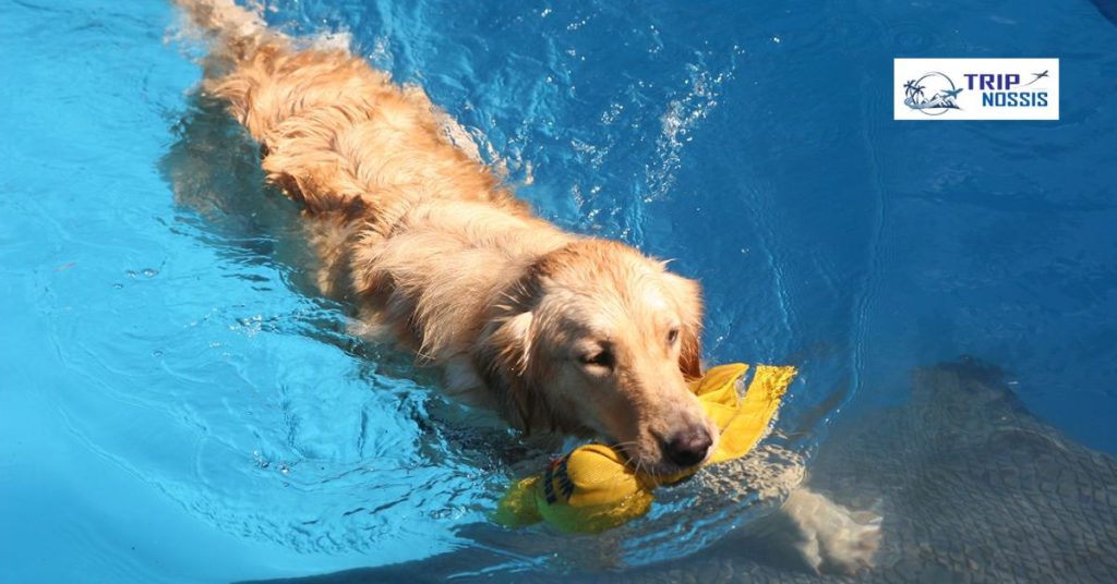 Dog Friendly Trips in Texas
