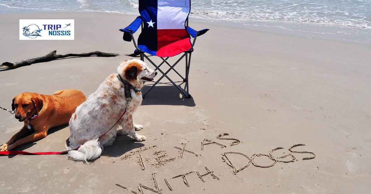 Dog Friendly Trips in Texas