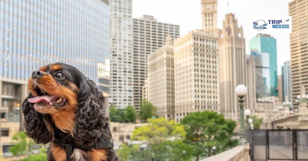 Good Weekend Trips from Chicago with Dog