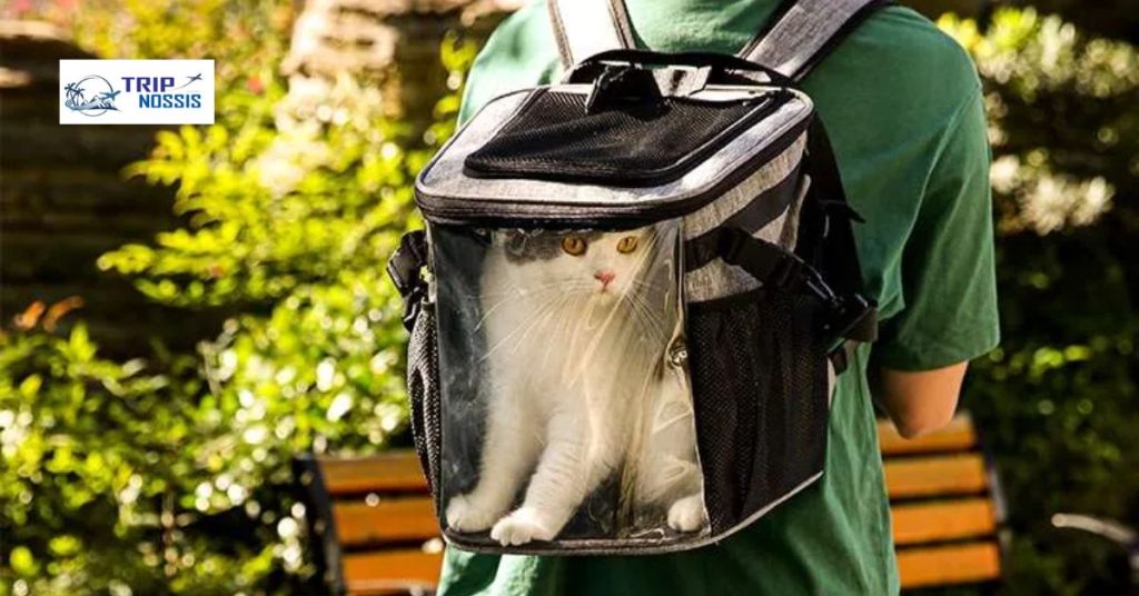 How Long Can a Cat Stay in a Cat Carrier