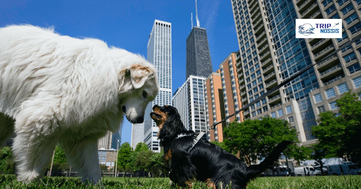 Weekend Trips from Chicago with Dog