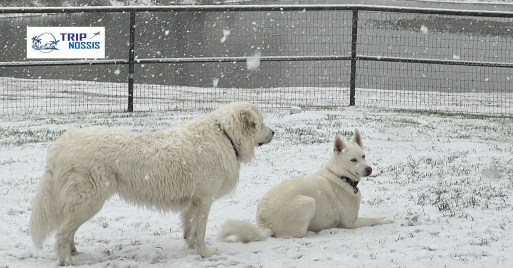 Weekend Trips from Dallas with Dogs