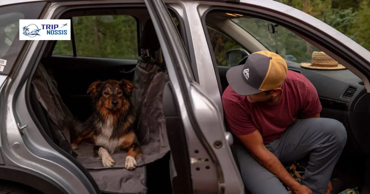 Are Car Rides Good For Dogs