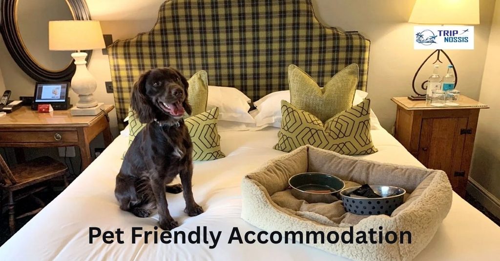 Pet Friendly Accommodation
