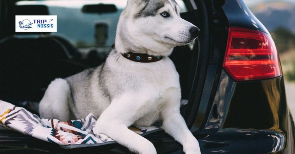 are long car rides good for dogs