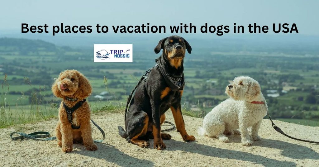 Best places to vacation with dogs in the USA