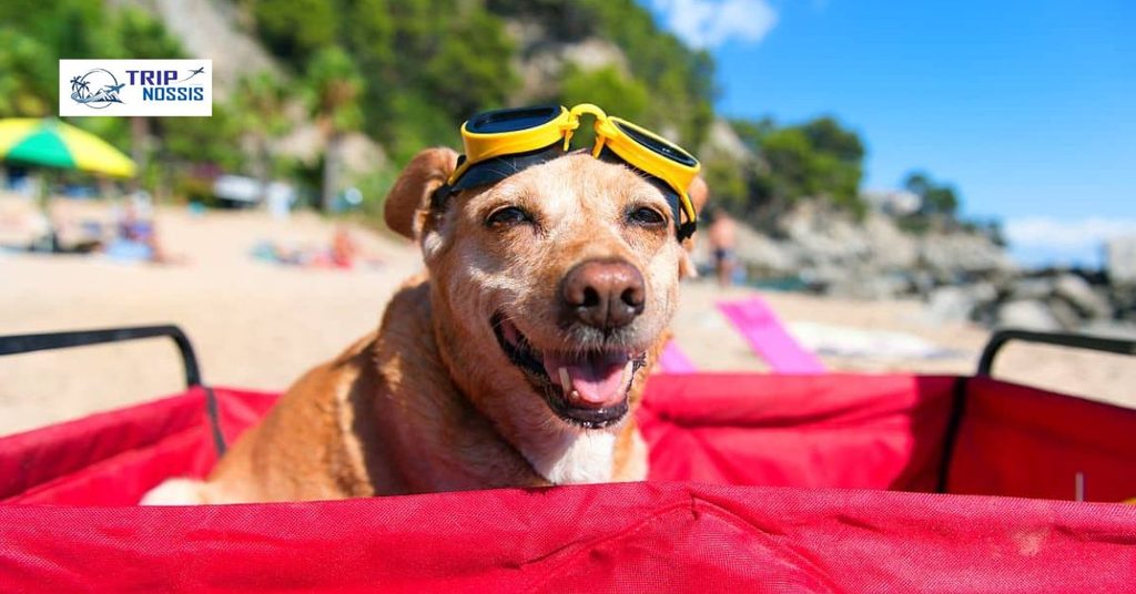 Best time to go and weather on Biscayne Dog Friendly Beach