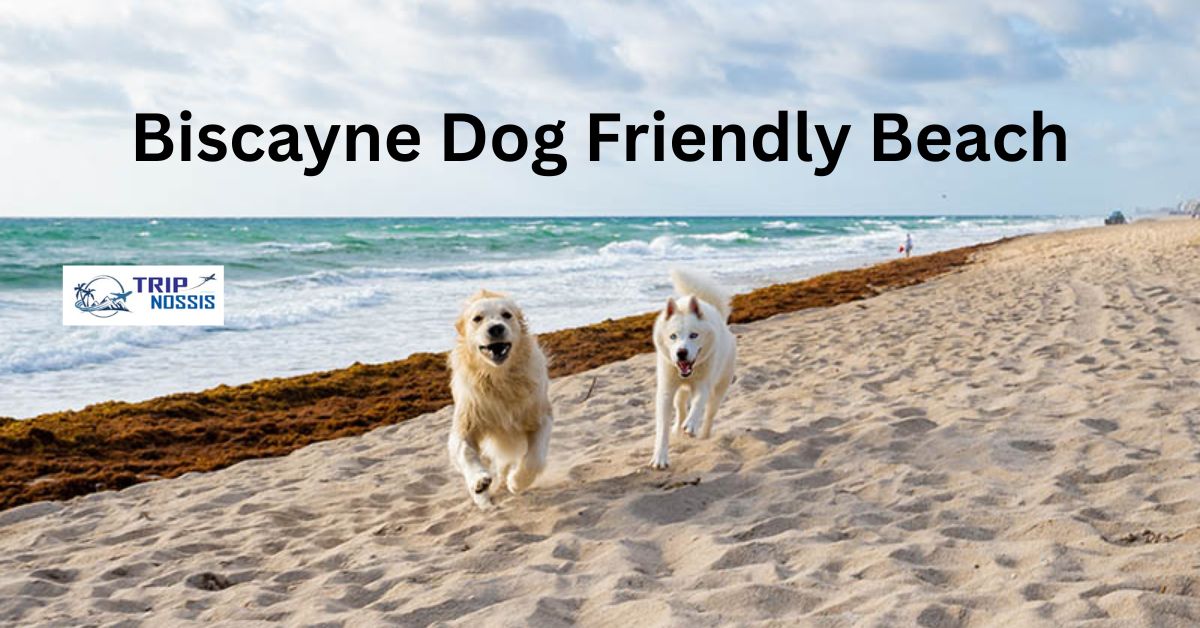 Biscayne Dog Friendly Beach