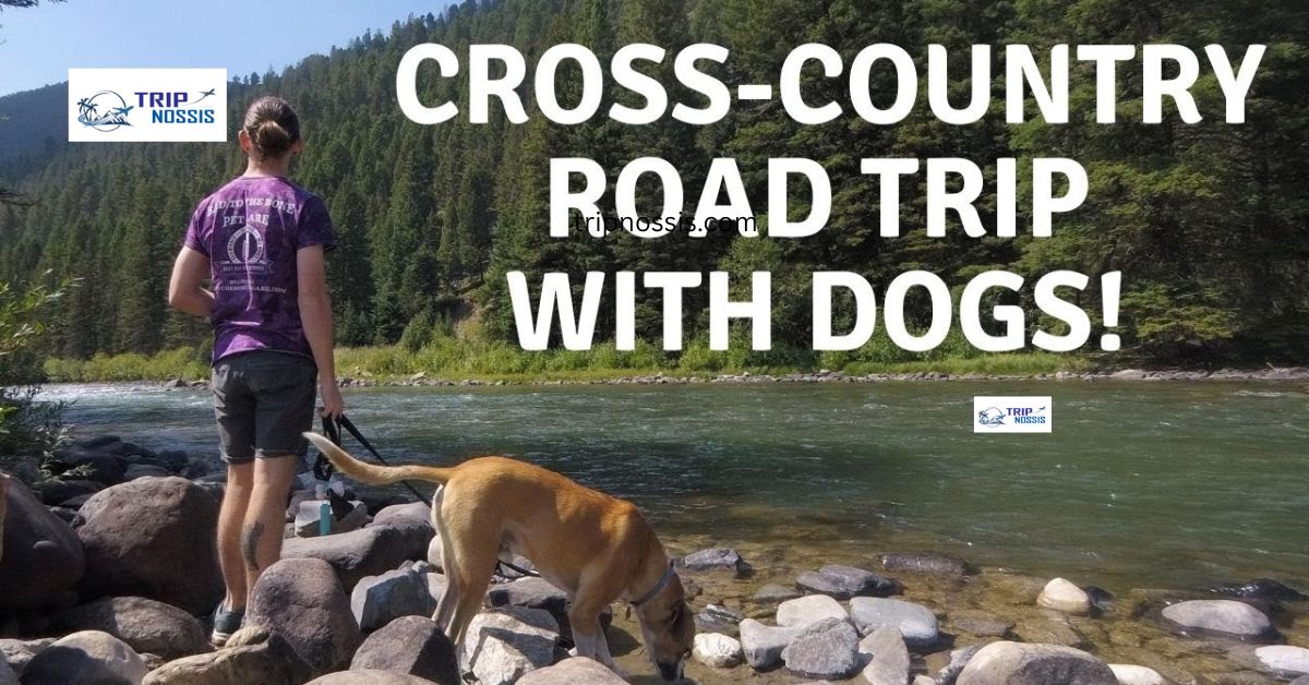 Cross Country Road Trip With Dog