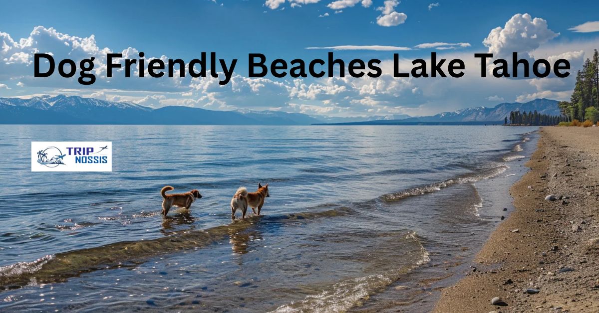 Dog Friendly Beaches Lake Tahoe