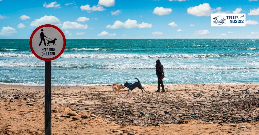 If a beach says no dogs
