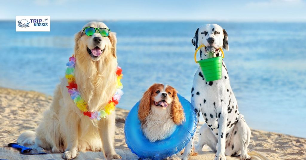 Planning the Beach Day dog friendly