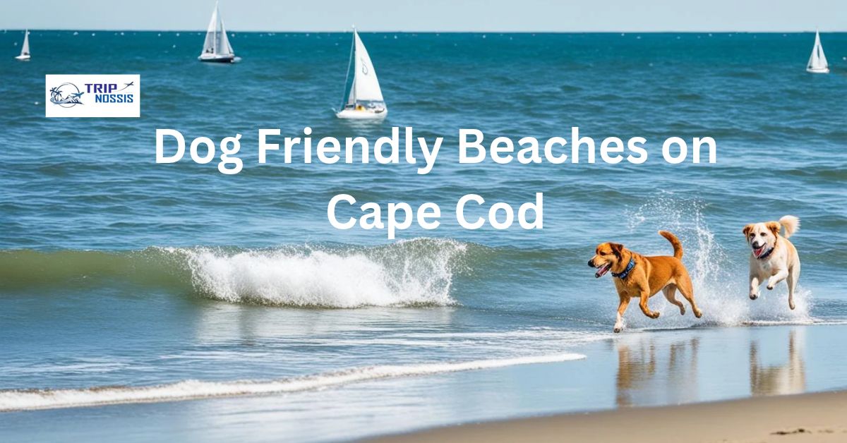 dog friendly beaches cape cod